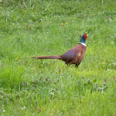Le Du Velay Penzion Bains